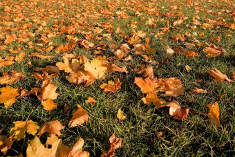 黄色的橙色红色的9月秋天叶子地面美丽的秋天公园下降<strong>金秋</strong>天叶子绿色草阳光明媚的早....光院子里健美的照片10月景观背景