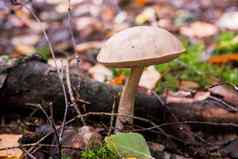 特写镜头拍摄桦木牛肝菌真菌日益增长的森林地板上桦木牛肝菌蘑菇野生动物秋天蘑菇季节