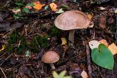 特写镜头拍摄桦木牛肝菌真菌日益增长的森林地板上桦木牛肝菌蘑菇野生动物秋天蘑菇季节