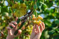 关闭工人的手切割白色葡萄葡萄树酒收获意大利葡萄园