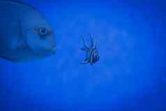 海洋水族馆色彩斑斓的鱼翼手龙考德尔尼banggai红衣主教鱼蓝色的水海鱼