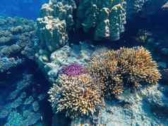 珊瑚礁花园红色的海3 月 19 日知道埃及