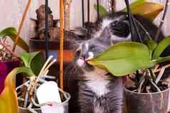 灰色的小猫玩盆栽花