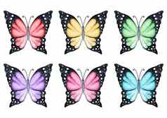 水彩彩色的蝴蝶集孤立的白色