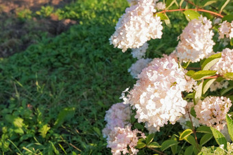 华丽的白色锥形花头圆锥花序绣球花绣球花圆锥花观赏落叶灌木公园阳光白雪公主锥多个quadripetalous花特写镜头视图