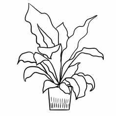 蕨类植物Asplenium能黑色的行大纲卡通风格着色书室内植物花植物中间体设计简单的极简主义设计植物夫人礼物