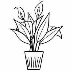 和平莉莉Spathiphyllum能黑色的行大纲卡通风格着色书室内植物花植物中间体设计简单的极简主义设计植物夫人礼物
