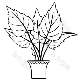 阿洛卡西亚秋海棠属植物能黑色的行大纲卡通风格着色书室内植物花植物中间体设计简单的极简主义设计植物夫人礼物