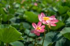 粉红色的莲花花摇摆风背景绿色叶子莲花场湖自然环境