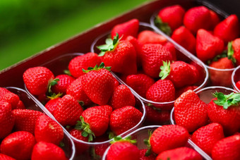 草莓打包盒子甜蜜的成熟的完美的草莓收获有机花园农业