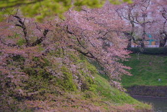 图像樱桃<strong>花朵</strong>chidorigafuchi