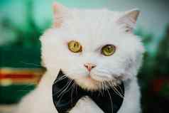关闭肖像白色毛茸茸的猫黑色的领结豪华的国内基蒂提出了绿色墙背景