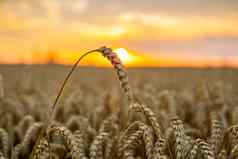金小麦场日落收获风景农村农业
