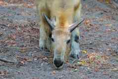 扭角羚偶蹄动物哺乳动物牛科动物家庭