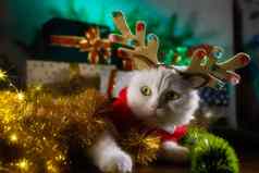 肖像毛茸茸的白色猫圣诞节装饰鹿角圣诞老人老人服装一年宠物动物模因概念