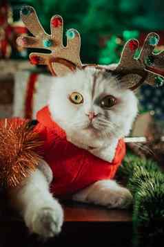 肖像毛茸茸的白色猫圣诞节装饰鹿角圣诞老人老人服装一年宠物动物模因概念