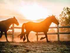轮廓美丽的年轻的马运行科拉尔牧场飞驰的运行日落日出光动物农场概念