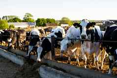 农业行业农业动物畜牧业概念群牛吃有牛棚乳制品农场日落