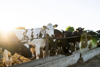 农业行业农业动物畜牧业概念群牛吃有<strong>牛棚</strong>乳制品农场日落