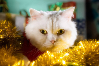 肖像毛茸茸的白色猫圣诞节装饰圣诞老人老人服装一年宠物动物模因概念