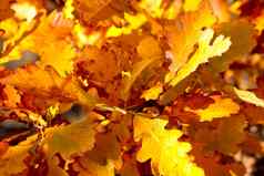 特写镜头黄色的叶子橡木分支色彩斑斓的明亮的秋天背景软光瀑布黄色的树叶