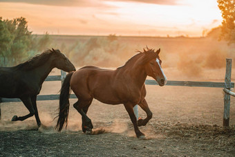 <strong>飞驰</strong>的运行日落日出光美丽的年轻的马运行科拉尔牧场动物农场概念