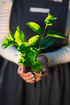 女园丁持有发芽薄荷植物土壤农业有爱心的妈妈。地球环境保护收获概念特写镜头拍摄阳光