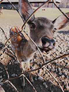鹿相机栅栏农场自然美丽的动物概念