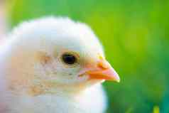 关闭新生儿家禽黄色的鸡嘴绿色草场美丽的可爱的小鸡农场设计装饰复活节概念