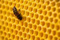工人蜜蜂流程花粉泵蜂蜜梳子养蜂场生活apimellifera概念蜂蜜养蜂蜂巢昆虫