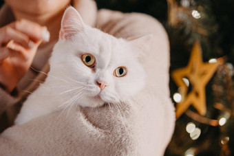 女人持有中<strong>风</strong>白色毛茸茸的猫圣诞节树国内宠物享受感情注意一年的神奇的<strong>大气</strong>安慰爱温暖