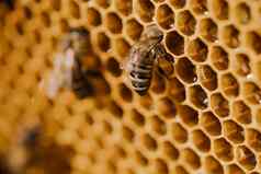 蜜蜂家庭工作蜂窝养蜂场生活apimellifera蜂巢概念蜂蜜养蜂商业传粉者食物生产商