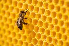 工人蜜蜂流程花粉泵蜂蜜梳子养蜂场生活apimellifera概念蜂蜜养蜂蜂巢昆虫