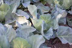 白色新鲜的卷心菜侵略者生长床特写镜头拍摄卷心菜传播叶子成熟花园培养卷心菜卷心菜混合动力新鲜的