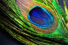 羽毛热带孔雀鸟宏特写镜头视图美丽的动物颜色精度自然