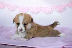 威尔士矮脚狗小狗粉红色的毯子威尔士威尔士矮脚狗彭布罗克可爱的狗