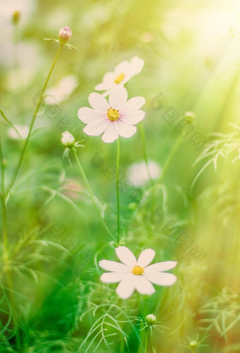 花园梦想阳光明媚的一天