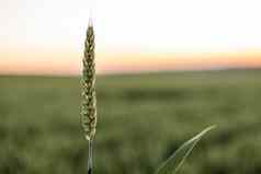 绿色小麦耳朵日益增长的农业场阳光明媚的一天农业