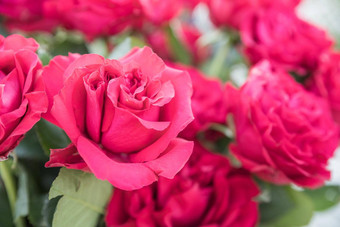 美丽的关闭粉红色的玫瑰蔷薇属格特鲁<strong>德化</strong>身花束模糊背景假期卡情人节一天母亲一天婚礼生日浪漫的问候卡约会