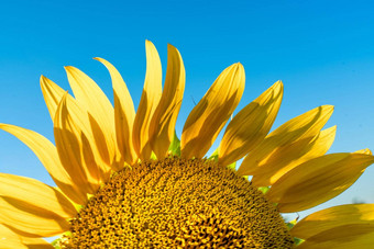 一半向日葵花蓝色的天空太阳照黄色的花瓣农业培养向日葵烹饪石油