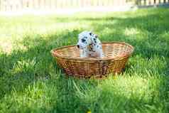 美丽的达尔马提亚小狗在户外夏天坐着稻草篮子公园活跃的宠物亲爱的有礼貌的健康的动物复制空间