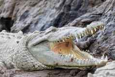 美国鳄鱼Crocodylusacutus河里约tarcoles科斯塔黎加野生动物