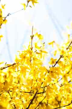 美丽的黄色的花蓝色的天空背景