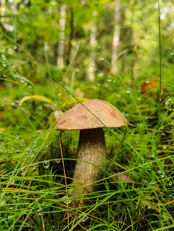 日益增长的牛肝菌属蘑菇真菌菌丝体莫斯森林大牛肝菌蘑菇自然如雨后春笋般冒出来收获季节真菌植物