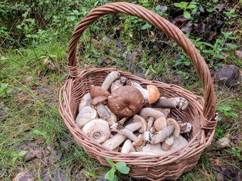 蘑菇篮子真菌菌丝体莫斯森林大牛肝菌蘑菇自然如雨后春笋般冒出来收获季节真菌植物