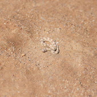 隐藏平原视线特写镜头拍摄小蛇卷沙子沙丘沙漠