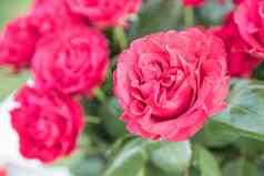 美丽的关闭粉红色的玫瑰蔷薇属格特鲁德化身花束模糊背景假期卡情人节一天母亲一天婚礼生日浪漫的问候卡约会