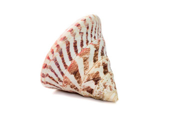 图像rochianilotica常见的商业前壳牌物种海蜗牛海洋腹足类动物软体动物家庭鹦鹉科孤立的白色背景海底动物海贝壳