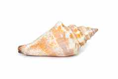 图像canarium乌尔塞乌斯物种海蜗牛海洋腹足类动物软体动物家庭鞘翅目真正的海螺孤立的白色背景海底动物海贝壳