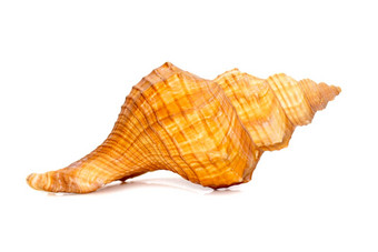 图像梯形马海螺条纹狐狸海螺海贝胸膜瘤梯形孤立的白色背景海底动物海贝壳